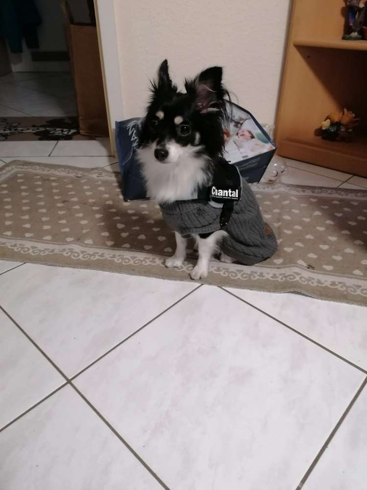 Hundetreffen-Chihuahua-Profilbild