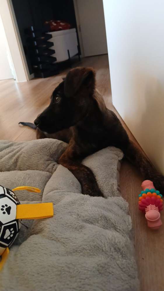 Hundetreffen-Welpentraining / Gassi Runden Winnenden-Profilbild