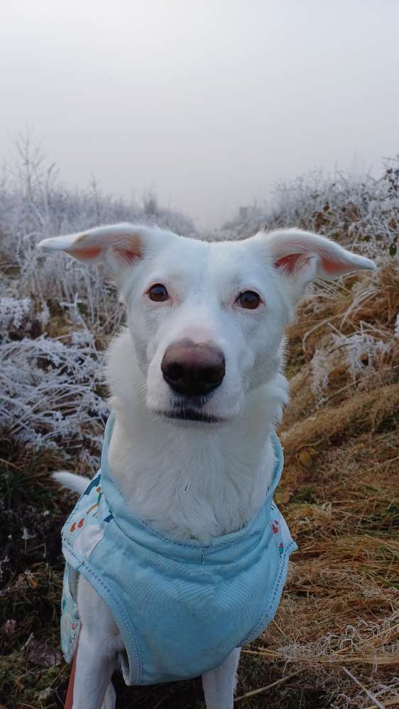 Hundetreffen-Spiel- und Gassifreunde gesucht-Profilbild