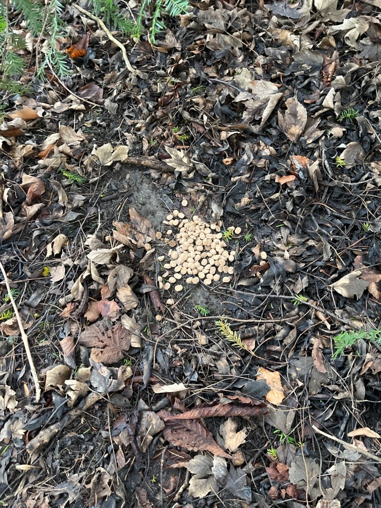 Giftköder-Trockenfutter ausgelegt-Profilbild