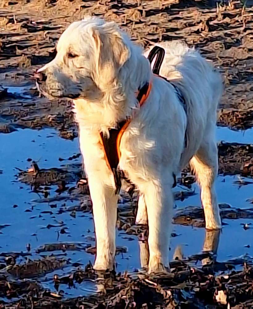 Hundetreffen-Spielen in Nordkirchen-Profilbild