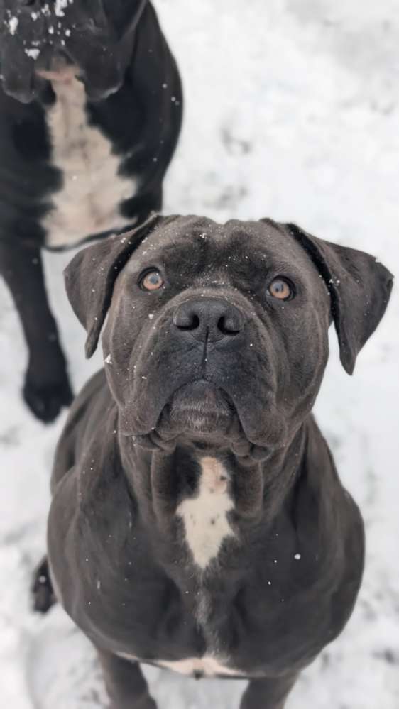 Hundetreffen-Gassi Runde/ Spielrunde-Profilbild