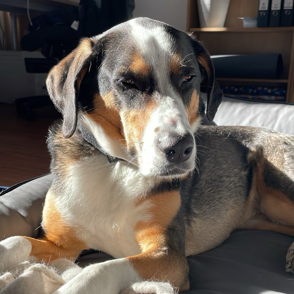Hundetreffen-Hundesitting in Ritterhude-Profilbild