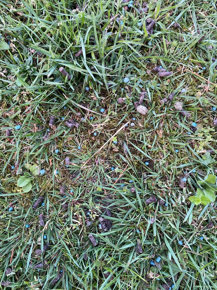 Giftköder-Blaukorn + komische Pellets-Profilbild