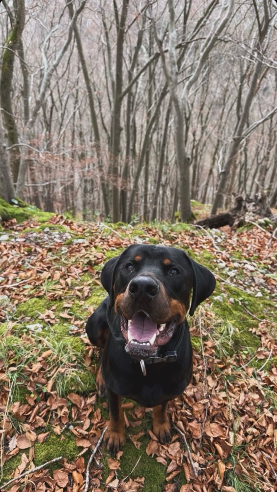 Hundetreffen-Spielbuddy gesucht!-Profilbild