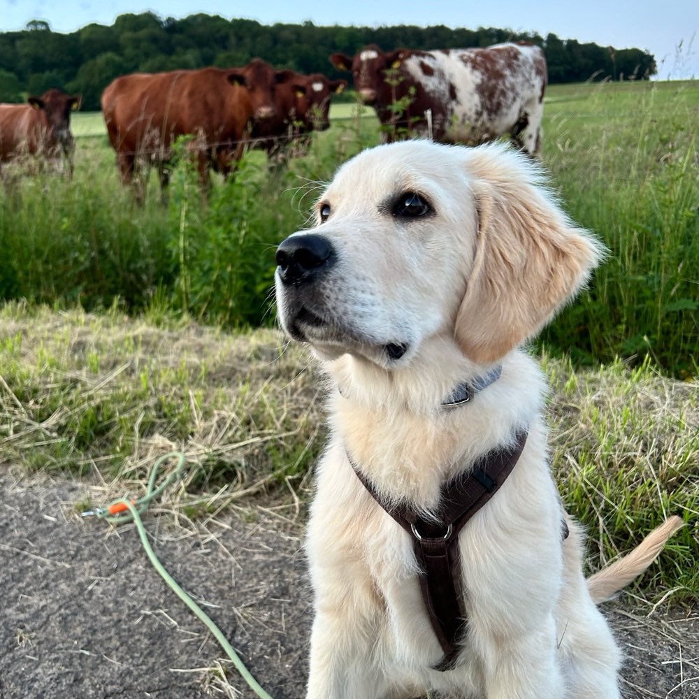 Hundetreffen-Treffen / Spieltreff / Welpentreff / Junghundetreff-Profilbild