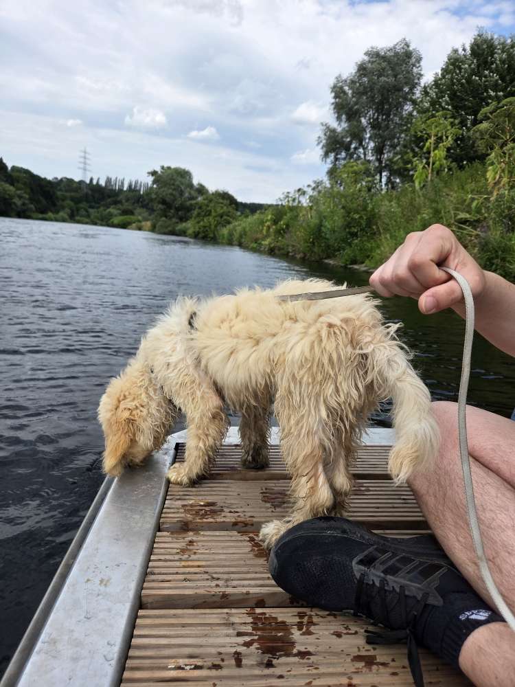Hundetreffen-Hundewiese in Hattingen-Profilbild