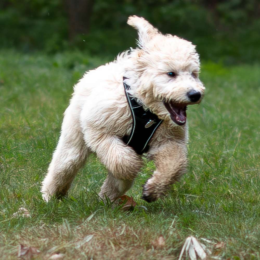 Hundetreffen-Hundewiese in Hattingen-Profilbild