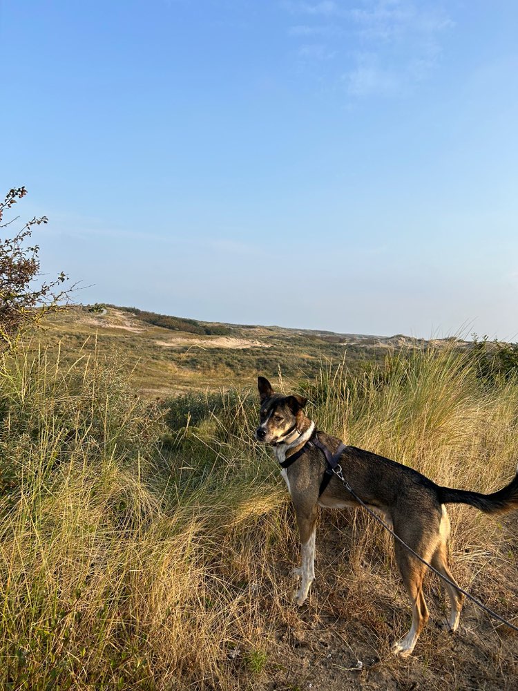 Hundetreffen-Spaziergänge und Sozialkontakt-Profilbild