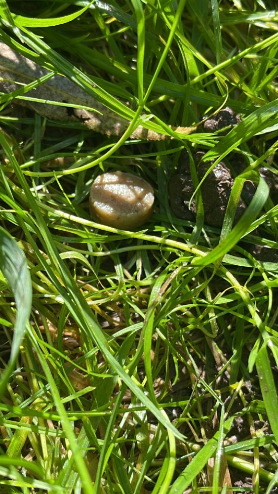 Giftköder-Vermutlich Giftköder-Profilbild