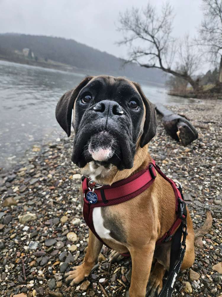Hundetreffen-Boxerwelpen, Boxerjunghunde oder junge Hunde-Profilbild