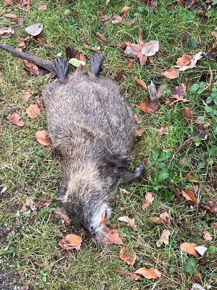 Giftköder-Totes Tier-Profilbild