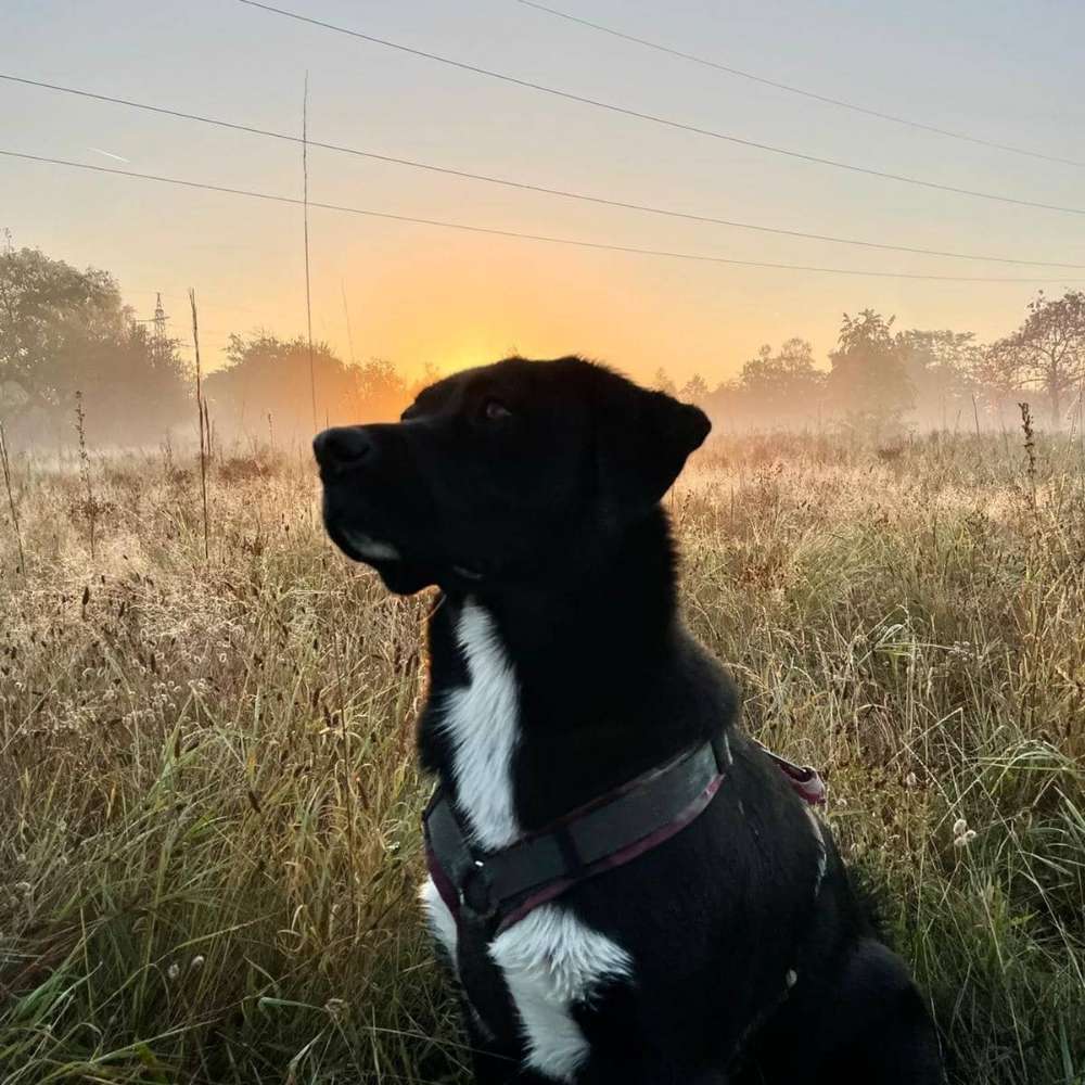 Hundetreffen-Spiel- und Gassirunde-Profilbild