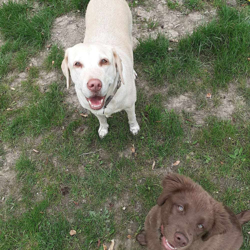 Hundetreffen-Welpentreffen-Profilbild