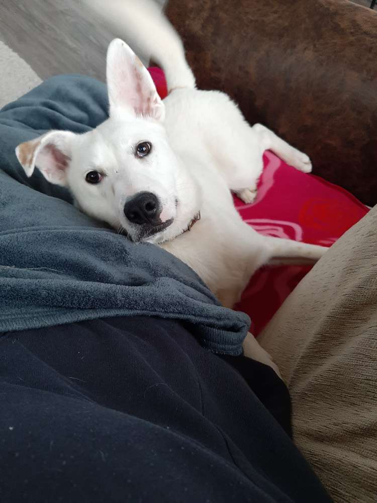 Hundetreffen-Hundetreffen für groß und klein! 🐶🐕-Profilbild