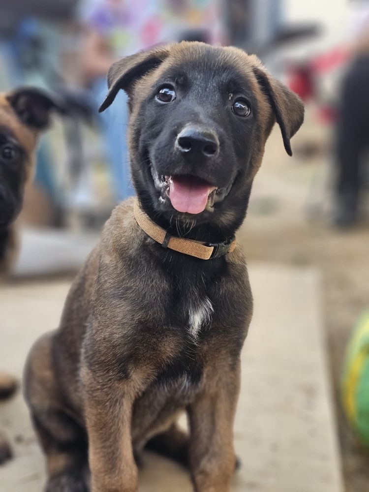 Hundetreffen-Social Training & evtl. Hundefreundschaft-Profilbild