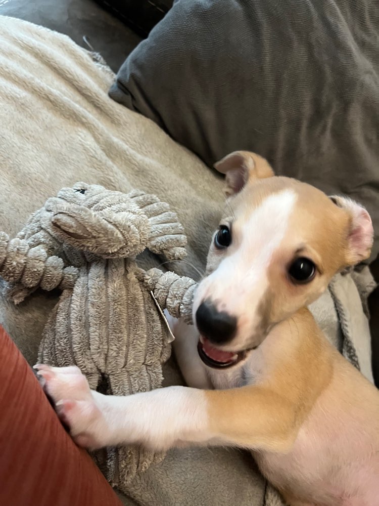 Hundetreffen-Welpentreffen-Profilbild