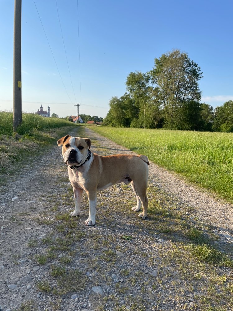 Hundetreffen-Spiel und Spaß Gassi Runde 😊-Profilbild