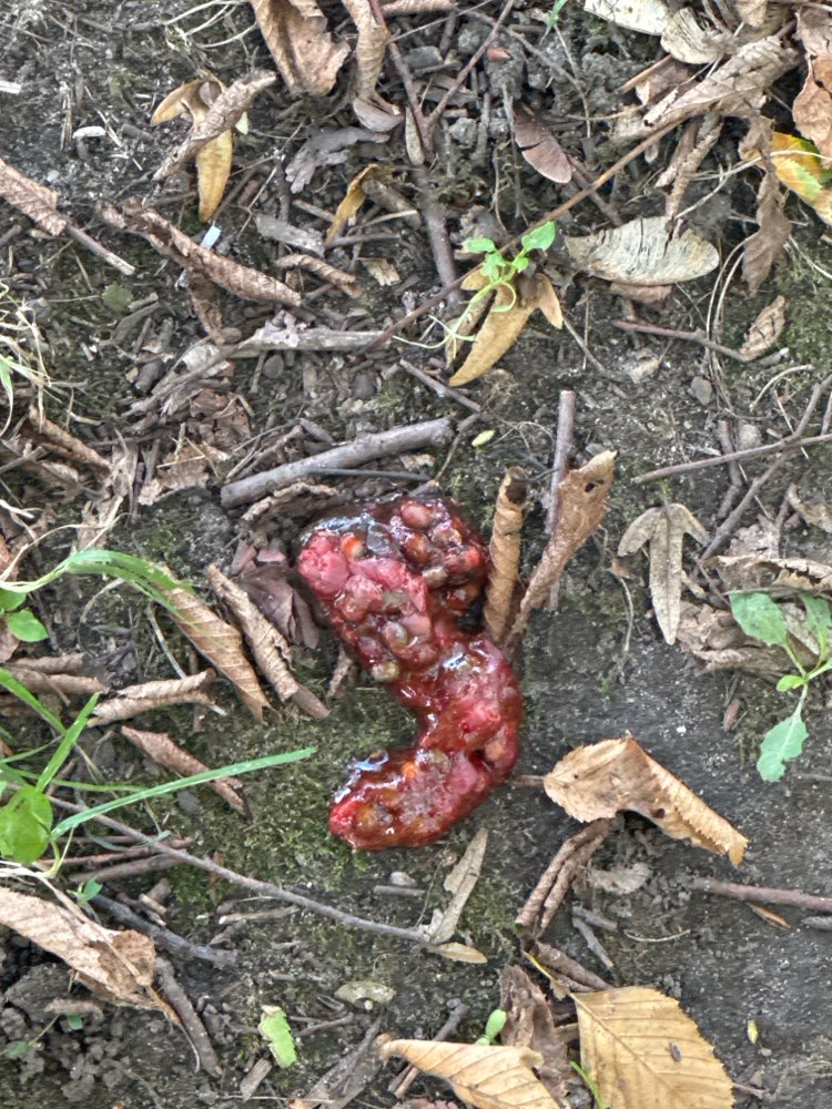 Giftköder-Möglicherweise Giftköder-Profilbild