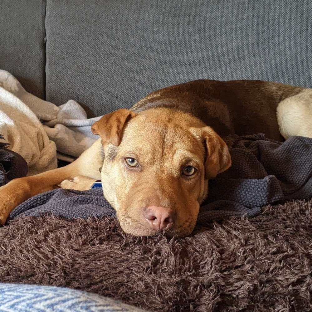 Hundetreffen-Spielkamerad gesucht-Profilbild