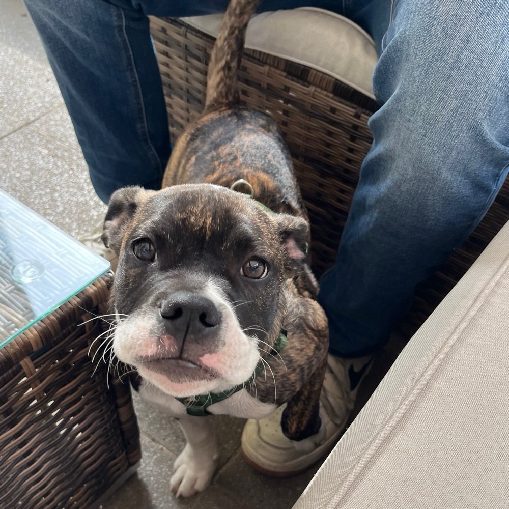 Hundetreffen-Spielgefährt*in gesucht-Profilbild