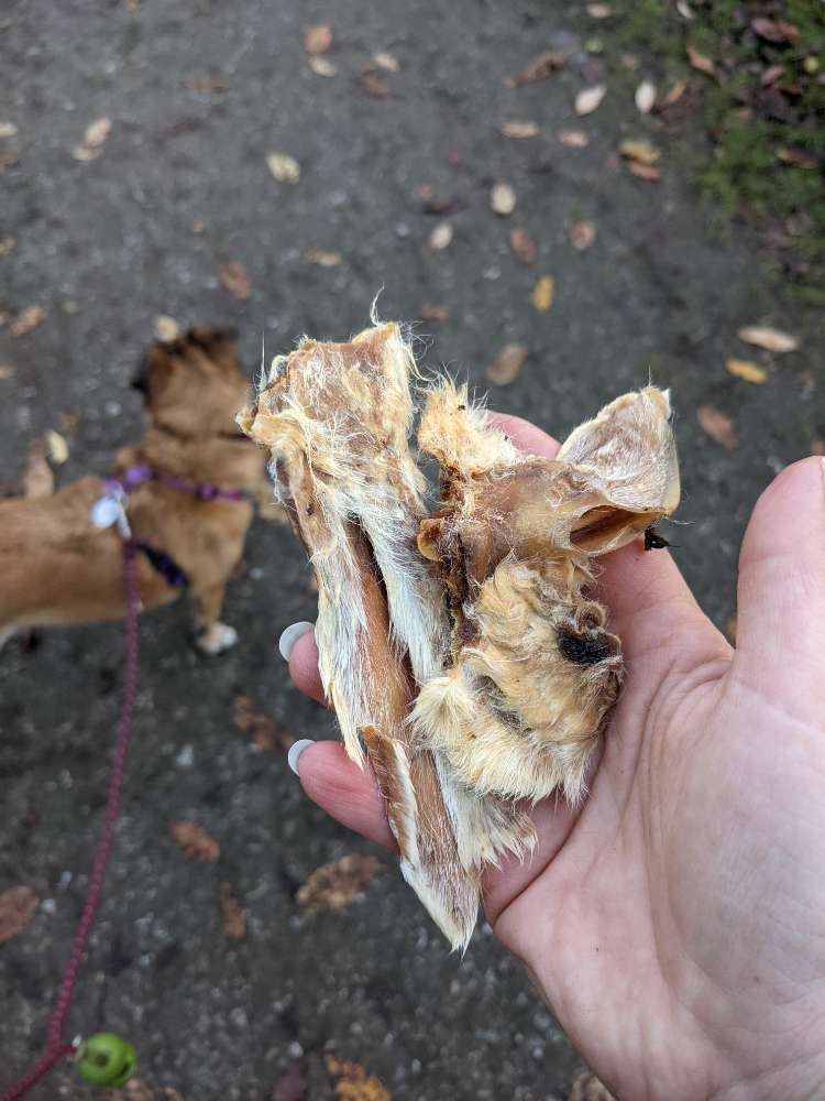 Giftköder-Hasenohren (mögl. vergiftet)-Profilbild