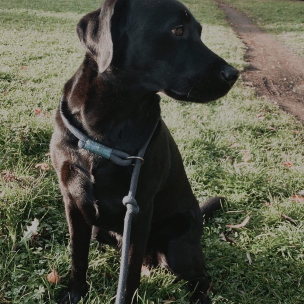 Hundetreffen-Social Walk um den Heiligen See-Profilbild