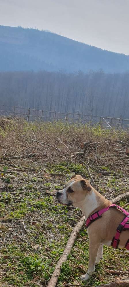 Hundetreffen-Sozialkontakte, Spielfreunde-Profilbild