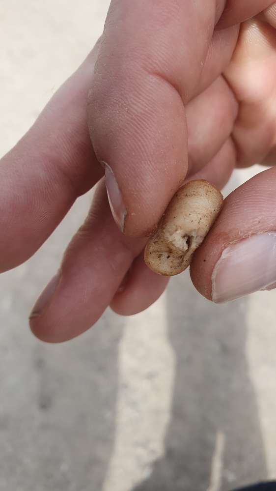 Giftköder-Evtl Giftköder in Würstchenstück-Profilbild