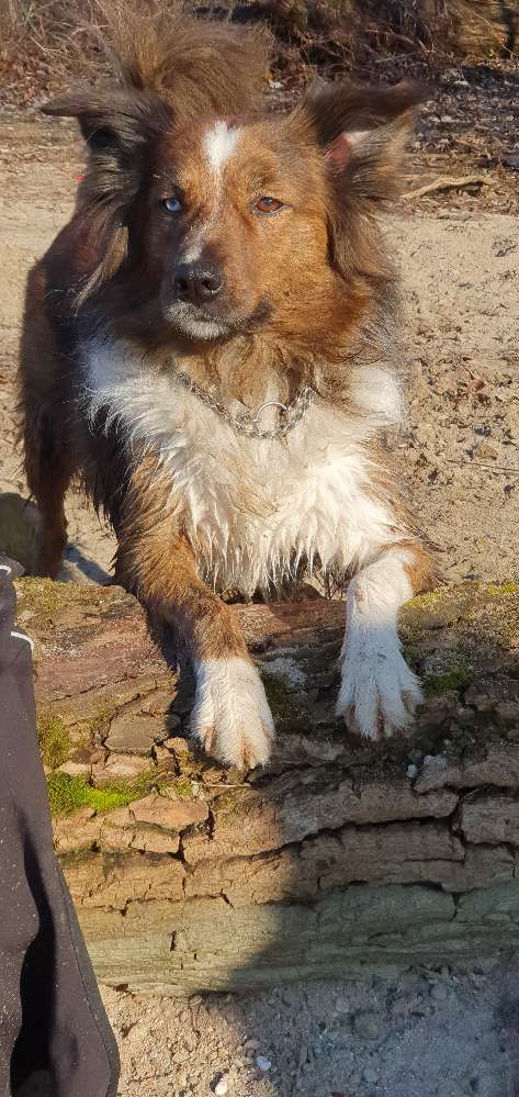 Hundetreffen-Zusammen laufen-Profilbild