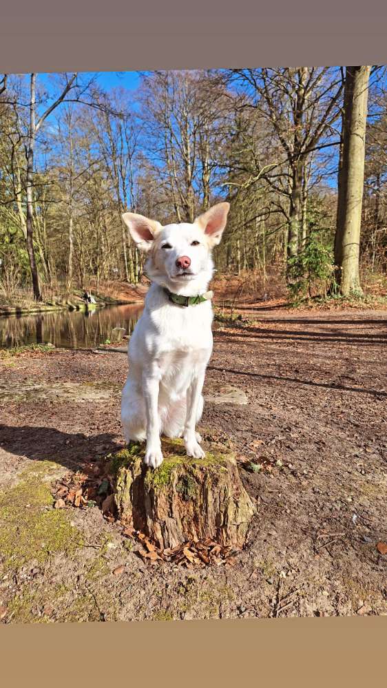 Hundetreffen-Neu! Social walk Gruppe Neu!-Profilbild