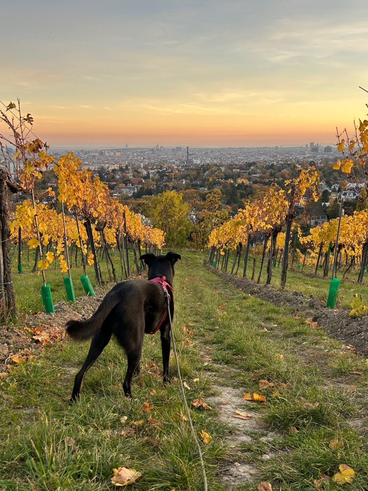 Hundetreffen-Gassi in Nussdorf-Profilbild