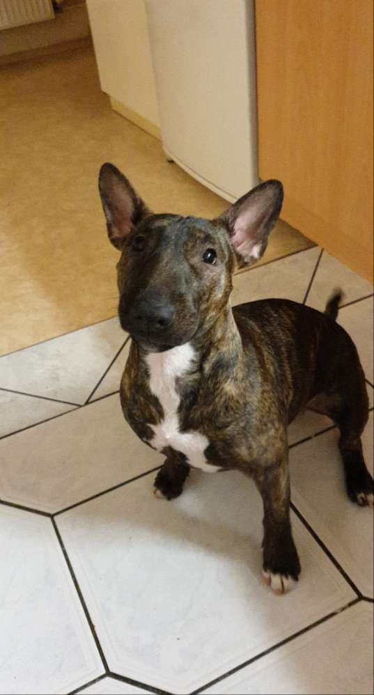 Hundetreffen-Toben mit Käthe-Profilbild