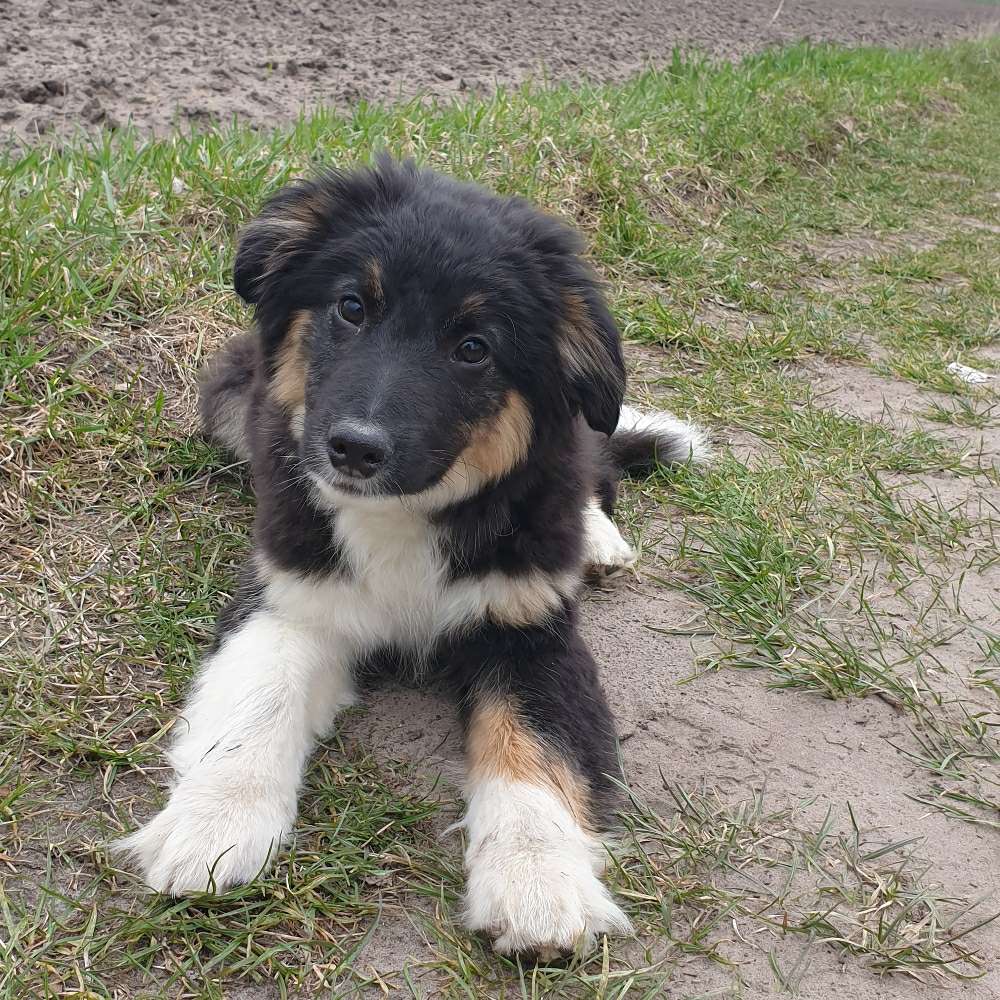 Hundetreffen-Treffen mit Henry-Profilbild