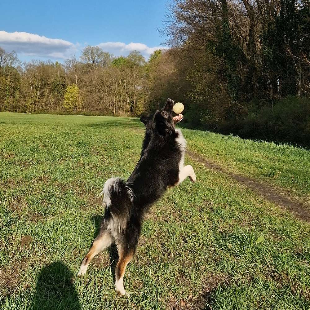 Hundetreffen-Treffen mit Henry-Profilbild