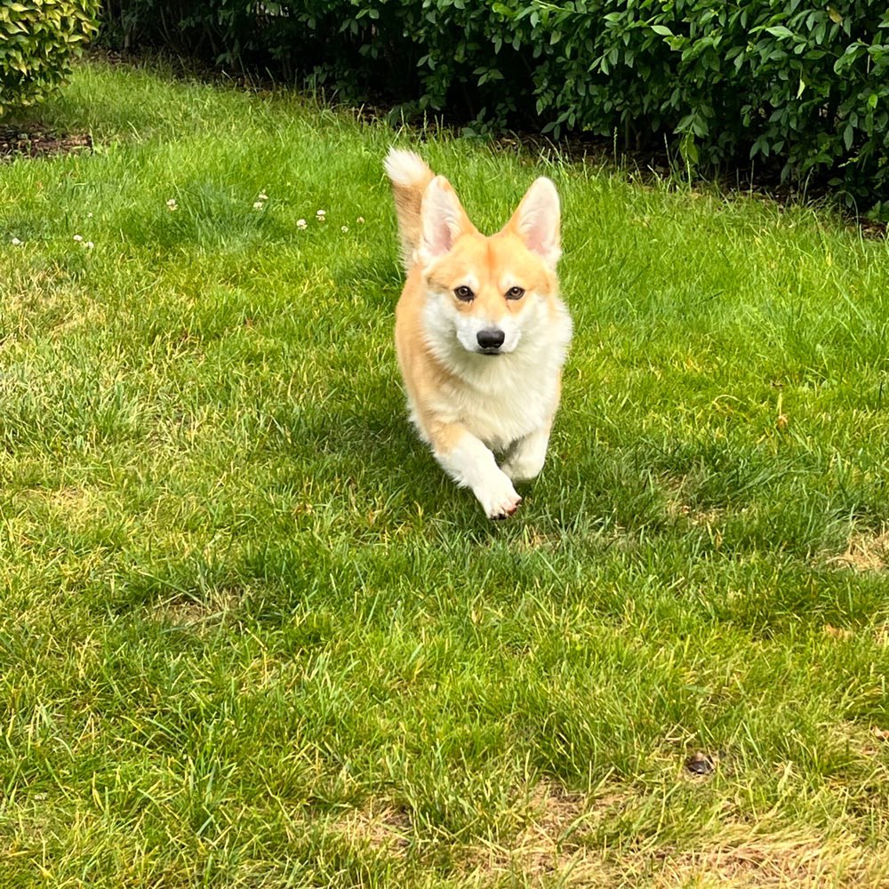 Hundetreffen-Spiel - und Übungs Kumpel gesucht-Profilbild