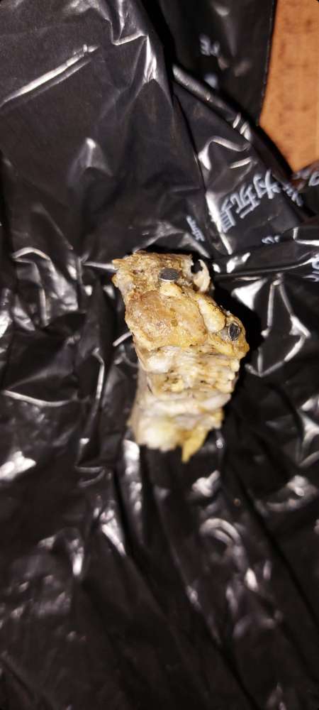 Giftköder-Futterköder mit Nägeln gespickt!-Profilbild