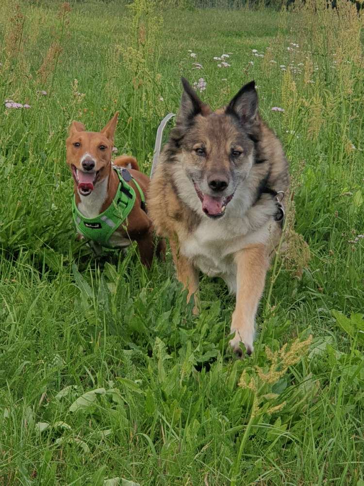 Hundetreffen-Lola spielen und toben-Profilbild