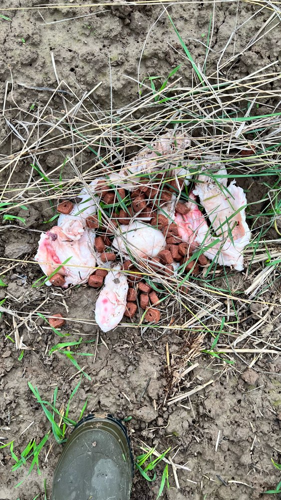 Giftköder-Giftköder-Profilbild