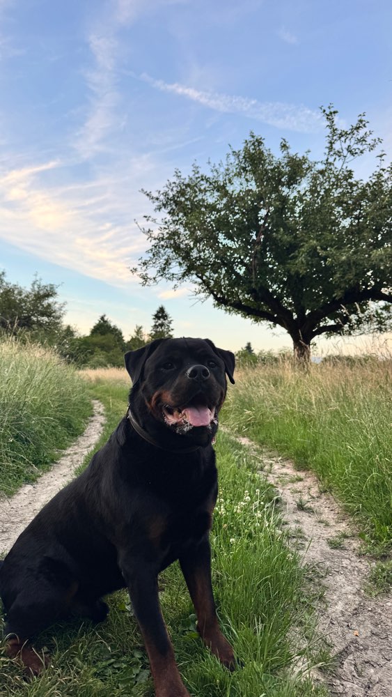 Suchmeldung-Bentley-Profilbild