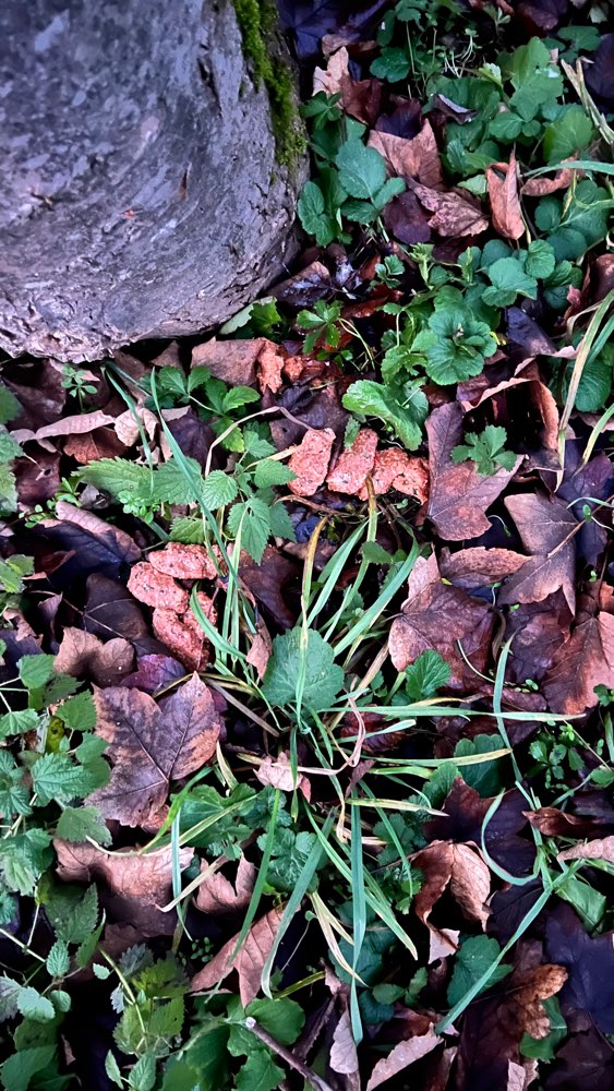 Giftköder-Eventueller Giftköder-Profilbild