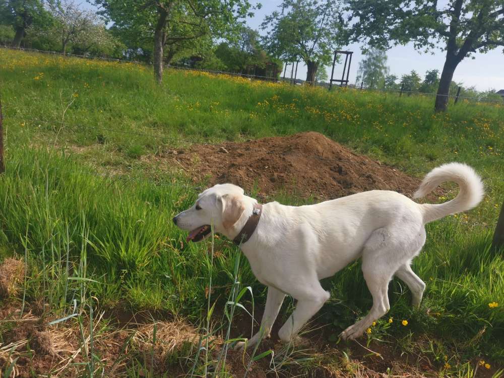 Suchmeldung-Bella-Profilbild
