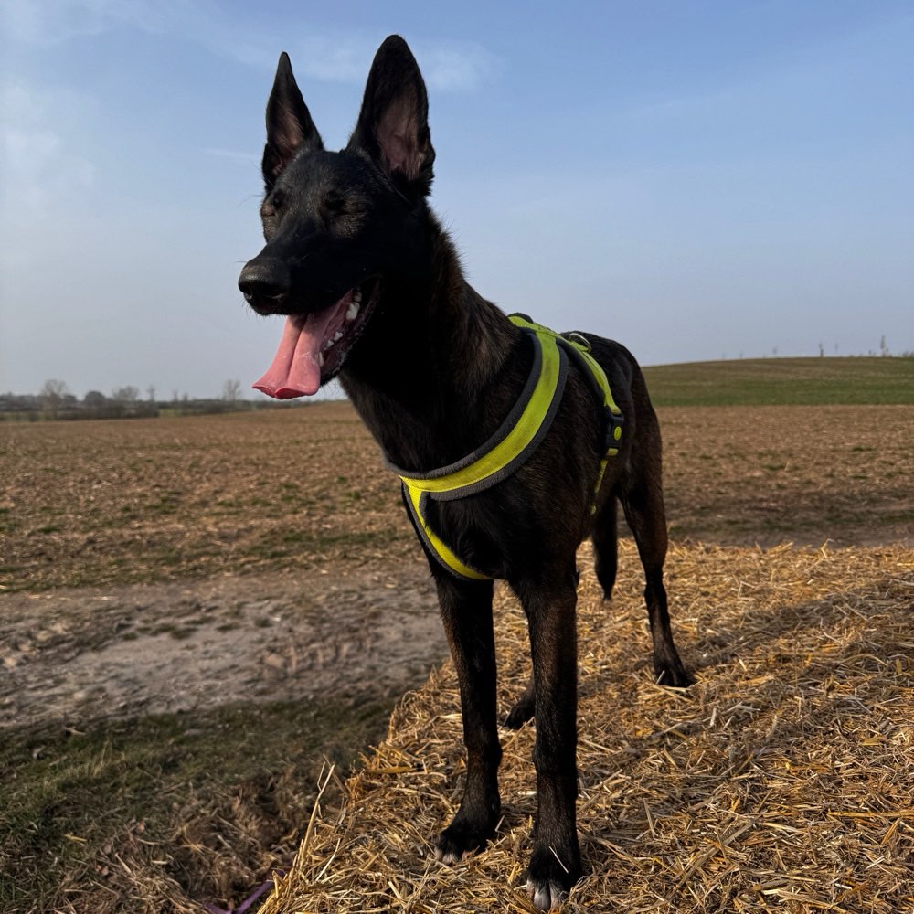 Hundetreffen-Junghund sucht Erwachsene-Profilbild