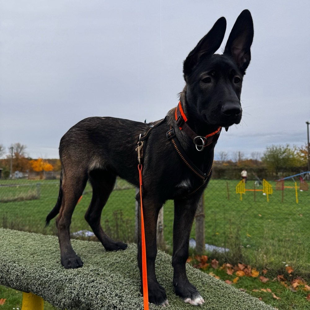 Hundetreffen-Junghund sucht Erwachsene-Profilbild