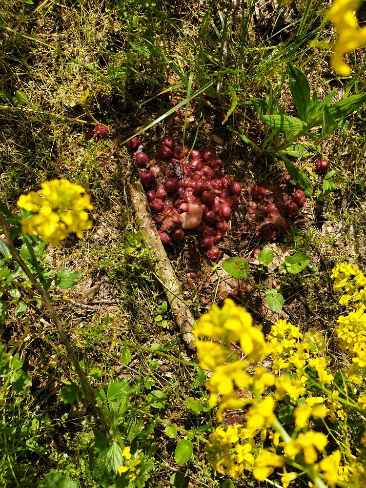 Giftköder-Möglicher Giftköder-Profilbild