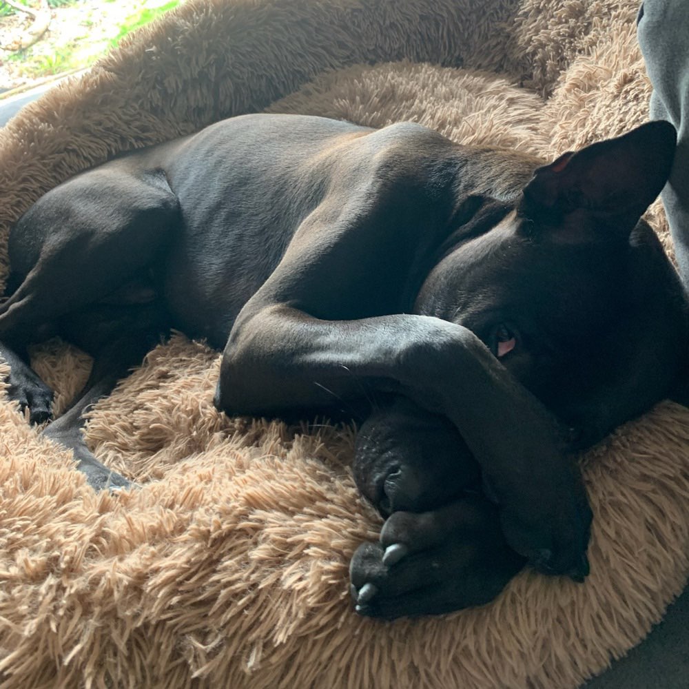 Hundetreffen-Junghundtreffen in Illingen 15 km Umgebung-Profilbild