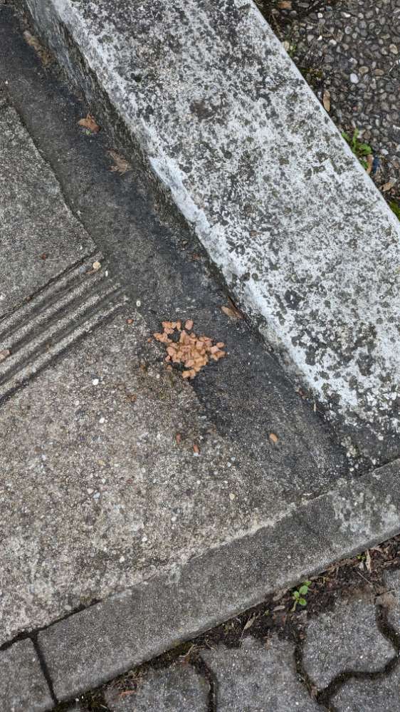 Giftköder-Giftköder ( ausgelegtes Trockenfutter)-Profilbild