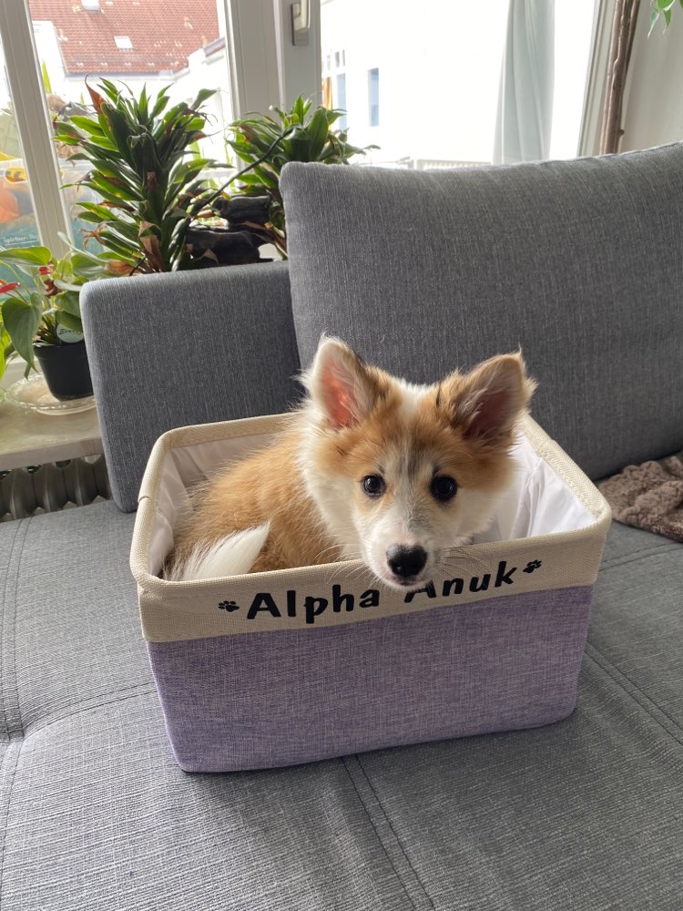 Hundetreffen-Junghunde-Spieltreffen-Profilbild