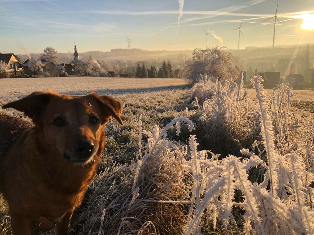 Hundetreffen-Gemeinsamer Spaziergang für ruhige Hunde-Profilbild