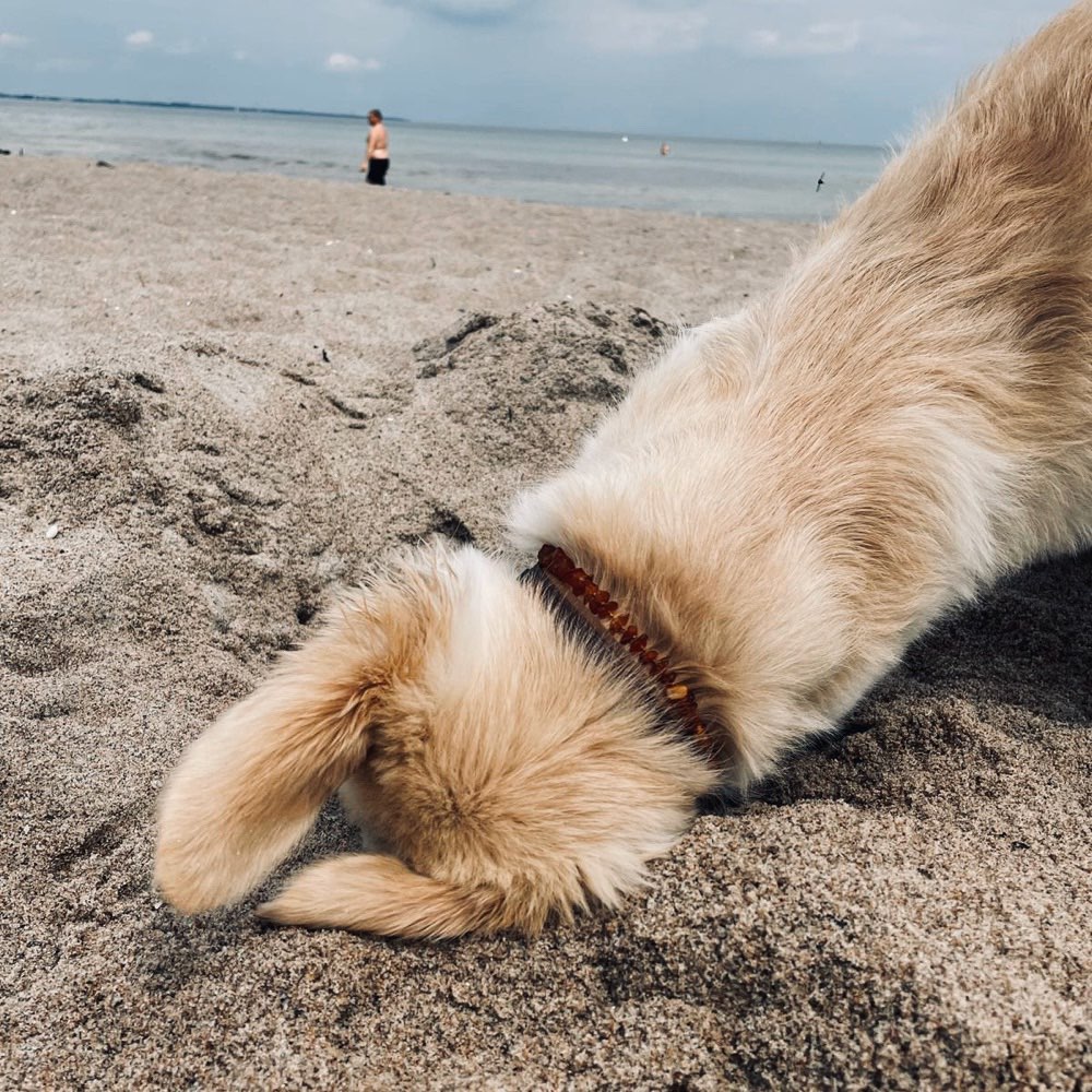 Hundetreffen-Spieltreff-Profilbild